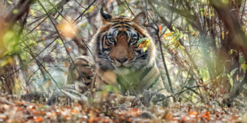 Beyond Ranthambore: Madhya Pradesh’s Quiet Wildlife Tourism Boom